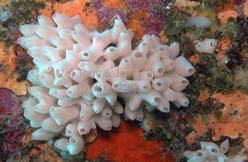 Porifera - Respiratory Systems